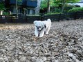 愛犬と微笑む温泉リゾート　ウブドの森　伊豆高原