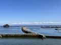 氷見温泉郷　民宿すがた