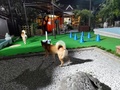 ３つのドッグランを持つ愛犬・愛猫の宿　きぬ川国際ホテル