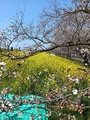 熊谷天然温泉　ハナホテル籠原