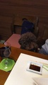 愛犬と添い寝できる温泉旅館　あわら温泉　月香