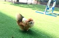 浜名湖わんわんパラダイスホテル