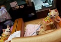 愛犬と添い寝できる温泉旅館　あわら温泉　月香