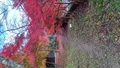 湯原温泉　湯快感　花やしき