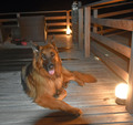 愛犬と癒しのアジアンリゾート　海宿　太陽人