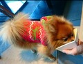 ＫＡＲＥＮ　浜名湖　ｗｉｔｈ　Ｄｏｇ