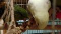 「フランス産　黄　粟の穂　1kg×1：　鳥の餌　えさ」の商品レビュー詳細を見る