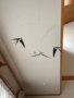 ֥ե󥹥ƥåɥӡ ̲ ֤  ̲ ĤФ  ̲ǥޡӡ ƥꥢ  ΰ ץ쥼 лˤ ۽ˤ ӡ3 FLENSTED MOBILES Flying Swallows 3 024 ڥ᡼̵ [M 1/5]פξʥӥ塼ܺ٤򸫤