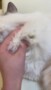 ֡ڸN Coco TweedNP-110 ohora gelnails nail ۡ ͥ ͥ ͥ륷 եͥ ͥ륹ƥå ͥ ͥǥ ͥ륷 ͥ륹ƥå ͥ륪 ͥѡ ͥå 顼פξʥӥ塼ܺ٤򸫤