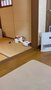 スイッチボット ロボット掃除機 K10+ Pro お掃除ロボット 掃除ロボット 掃除機 クリーナー 超小型 水拭き 拭き #SwitchBot #K10Pro #ロボット掃除機 レビュー画像17