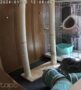 キャットツリー 猫タワー 突っ張りキャットタワー レビュー画像14