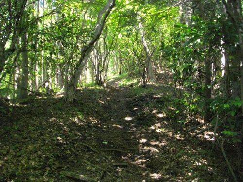 矢倉岳登山道 (1).JPG