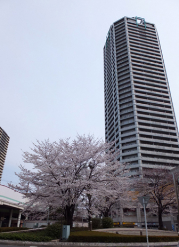 sakura1.jpg