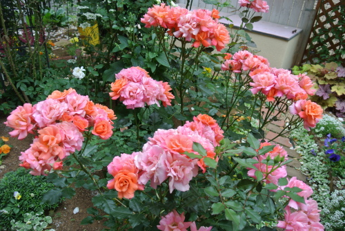 DSC_4445.JPG