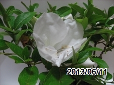 サツキ開花（品種不明）