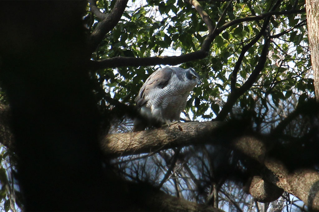 MeiziJingu2017030512.JPG