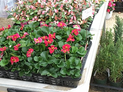 咲くやこの花館のイベントを見に行ったのですpart1 僕の食虫植物日記 楽天ブログ