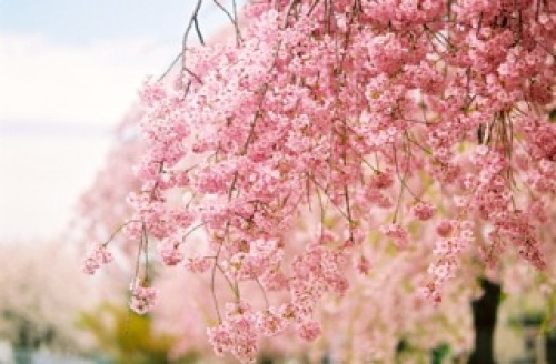 枝垂れ桜.jpg