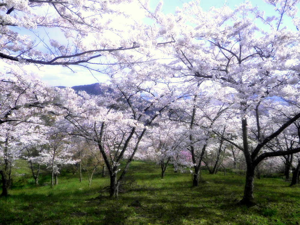 県南 平泉町 平安時代の桜を復活 西行桜の森 イーハトーブログ 楽天ブログ