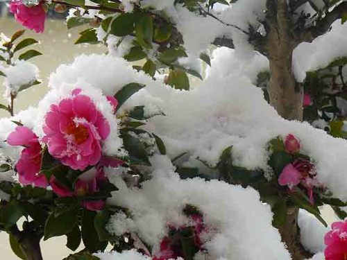 P1630388(640x480)今日の雪・山茶花に雪.jpg