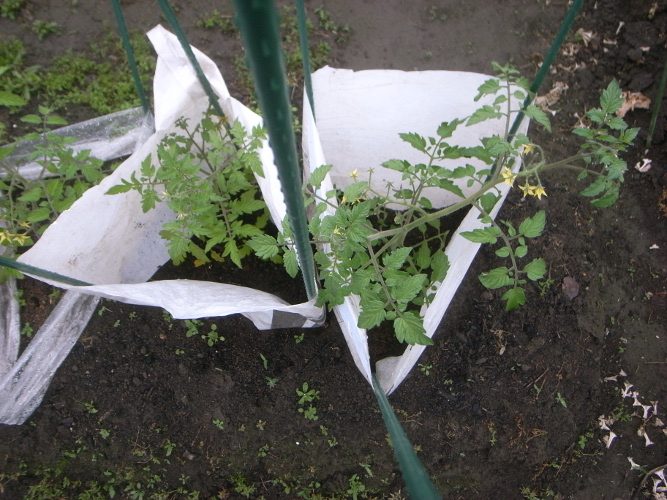 No 380 ミニトマトも支柱を立てる Aさんちの沼津わくわく野菜奮闘記 楽天ブログ