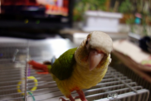 DSC02255 (800x533).jpg