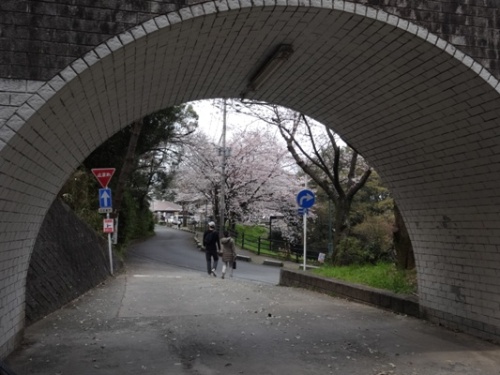 3.2016年桜 西公園  (9).JPG