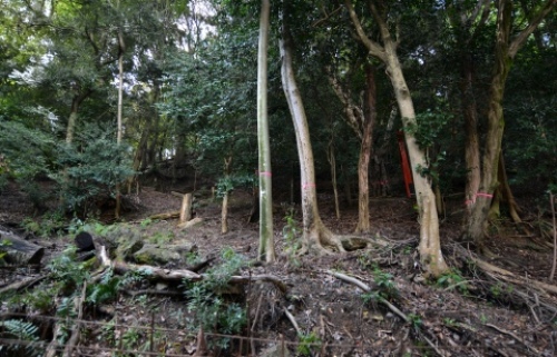 pict-松尾大社 18.jpg