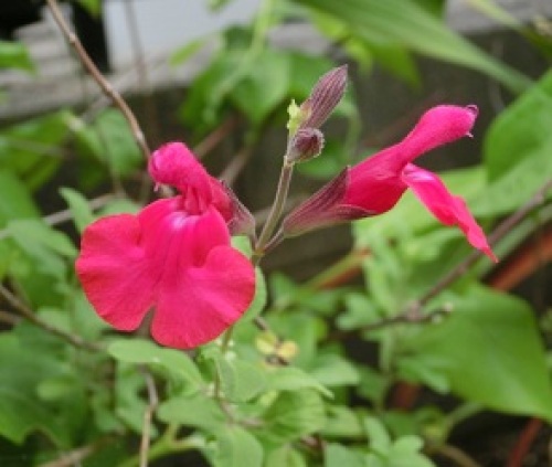 cherrysage150614-2.jpg