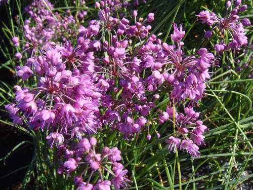 島らっきょうの花 Jinさんの陽蜂農遠日記 楽天ブログ