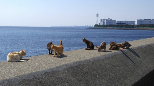 20120316_茜浜05.jpg