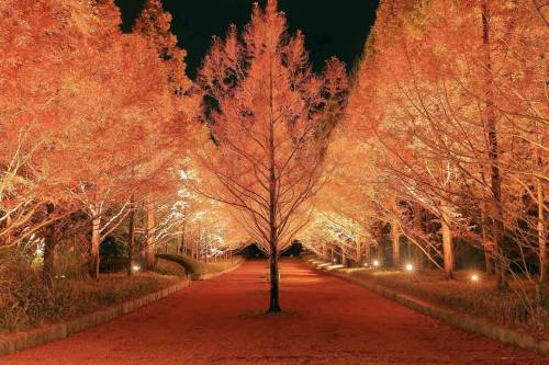 神戸市立森林植物園森林ライトアップその３.jpg