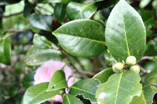 20151220 オトメツバキ5.jpg