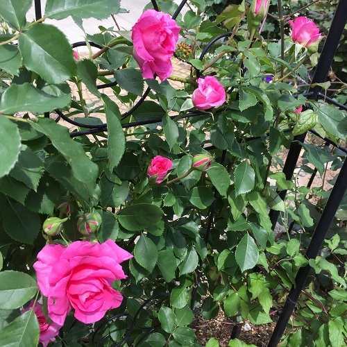 2016-04-26 13.14.28.jpg