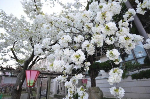 pict-造幣局　24　千原桜.jpg