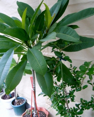 キウイ の記事一覧 鉢植え果樹 もっとひかりを 楽天ブログ キウイ の記事一覧 鉢植え果樹 もっとひかりを 楽天ブログ