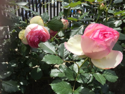 2016-05-05 12.28.49.jpg