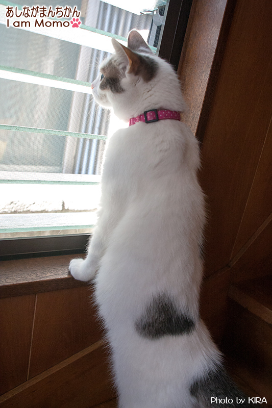 姿勢の良い猫 足長マンチカン ももちゃん