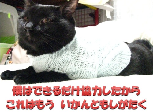 猫のセーター14.jpg
