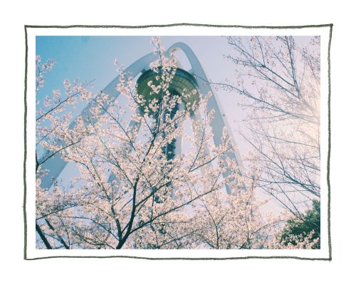 木曽三川公園　138タワーパーク　桜