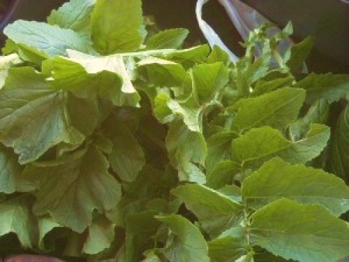 DSCN2685 (300x225).jpg