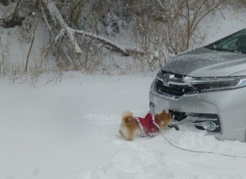 今年の雪.JPG