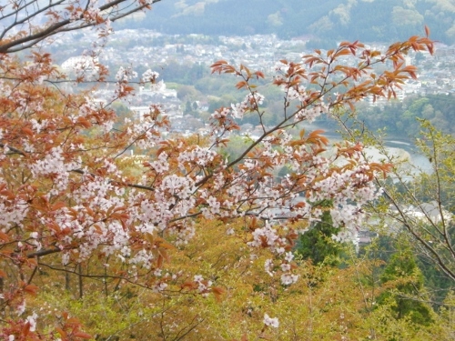 青梅丘陵青梅市内矢倉台 (500x375).jpg