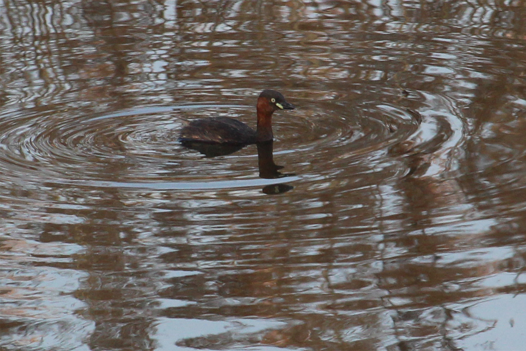 カイツブリ（東京港野鳥公園）