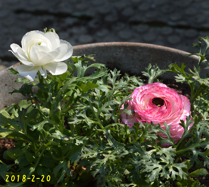 久しぶりに 一眼レフで庭の花 Kororin日記 楽天ブログ