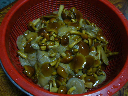 P1030237.JPG
