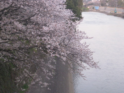桜＠白川河川敷