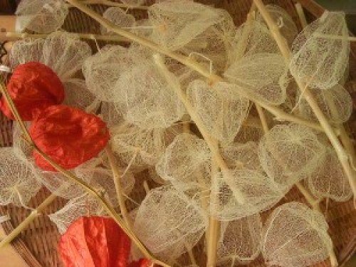 DSCN3545 (300x225).jpg