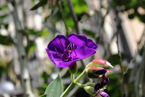 20170115 シコンノボタン 8.jpg