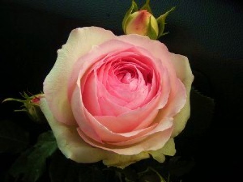 DSCN7311 (300x225).jpg